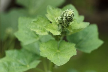 Yaz bahçesinde Mallow tomurcukları