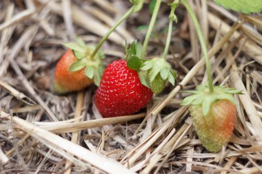 Bahçede çilek yetişiyor.