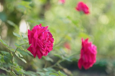 Bahçedeki güzel koyu pembe bir gül.