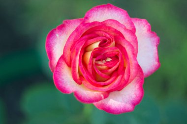 Bahçede güzel pembe ve beyaz bir gül