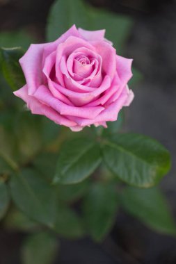 Bahçede güzel açık pembe bir gül