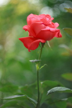 Bahçede güzel bir somon gülü