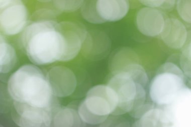 Bulanık ışık yaprakların arasında