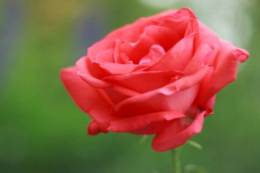 Bahçede güzel bir somon gülü