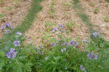 Phacelia is blooming in the garden clipart