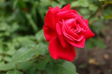 Bahçede büyüyen güzel kırmızı bir gül