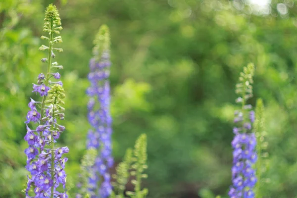 Delphinium grows and blooms in the flower garden in summer
