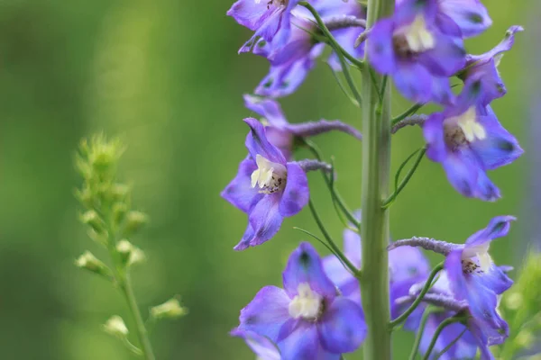 Delphinium grows and blooms in the flower garden in summer