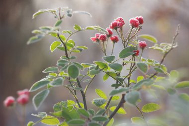 Red rose bush at autumn frost