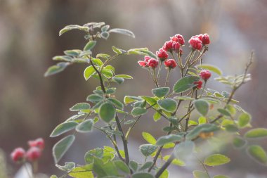 Red rose bush at autumn frost