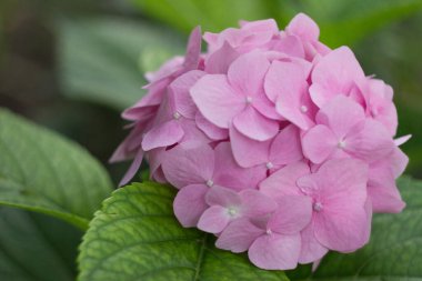 yaz bahçesinde pembe ortanca