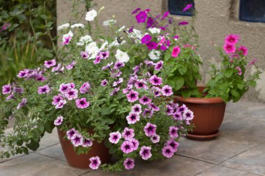 Color petunia in the pots