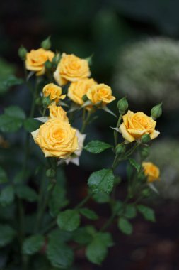 Yellow rose bush in the summer garden after rain