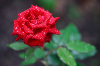 Red rose flower in the summer garden ater rain