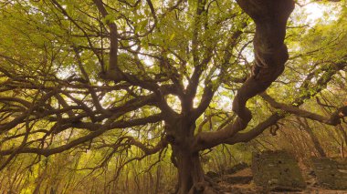 Ilice di Carrinu - albero secolare sul vulcano Etna in Sicilya, turismo e punti di riferimento da visit it are