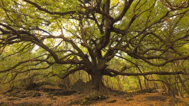 Ilice di Carrinu - albero secolare sul vulcano Etna in Sicilya, turismo e punti di riferimento da visit it are