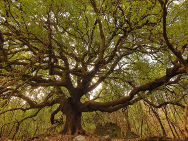 Ilice di Carrinu - albero secolare sul vulcano Etna in Sicilya, turismo e punti di riferimento da visit it are