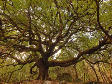 Ilice di Carrinu - albero secolare sul vulcano Etna in Sicilia,turismo e punti di riferimento da visitare clipart