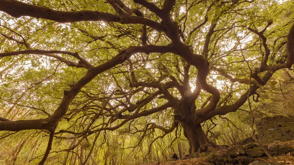 stock image Ilice di Carrinu - albero secolare sul vulcano Etna in Sicilia,turismo e punti di riferimento da visitare