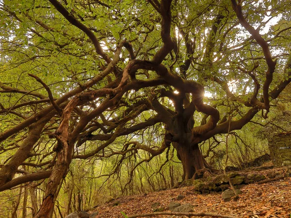 Ilice di Carrinu - albero secolare sul vulcano Etna in Sicilya, turismo e punti di riferimento da visit it are