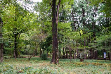 TOKYO, JAPONYA - 28 Ekim 2024 - Sonbaharda Japonya 'nın Tokyo kentinde bulunan yaprakların düştüğü Inokashira Park' taki inanılmaz doğa manzarasının yatay resmi