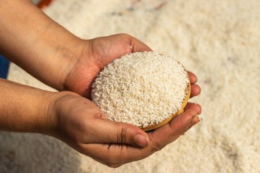 Pirinç kızların elinde gündüz üst açıdan tutulur.