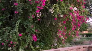 Pembe çiçek ağacı, gündüzleri alçak açıdan.