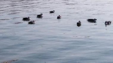 Göçmen kuşlar düz açıyla göl suyunda yüzerler.