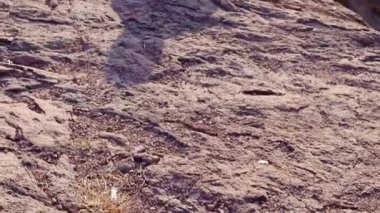 Göl manzaralı izole bir adam, Kaylana Gölü Jodhpur Rajasthan 'da çekildi..