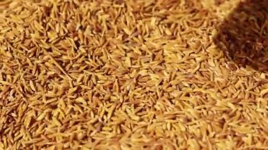 Çeltik tohumları gündüz üst açıdan geliyor.