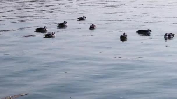 平らな角度から湖で泳ぐ渡り鳥は — ストック動画