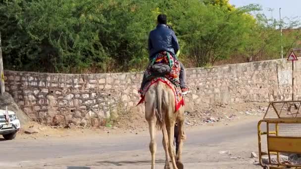 Turista Montar Camello Desde Ángulo Plano Día — Vídeos de Stock