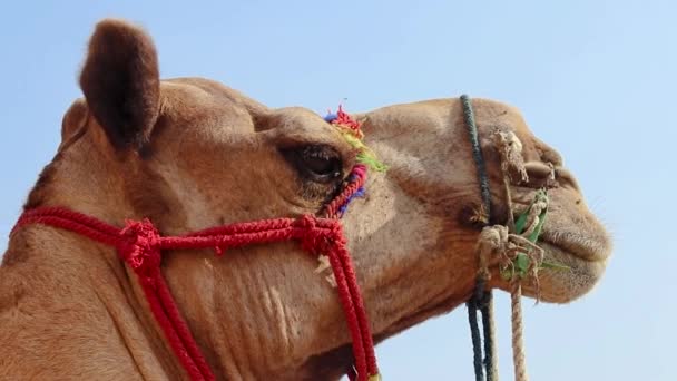 Isolated Camel Head Shot Close Flat Angle Bright Sky Background — Vídeos de Stock