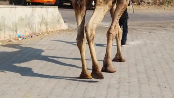 Туристическая Поездка Верблюде Плоского Угла День — стоковое видео