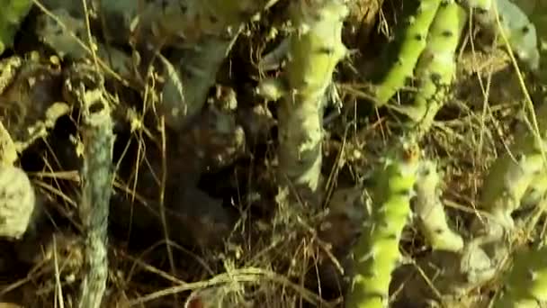 Euforbia Caducifolia Árvore Ângulo Plano — Vídeo de Stock