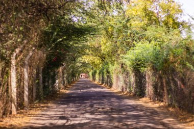 Düz açılı, yemyeşil ağaçlarla kaplı bir yol.