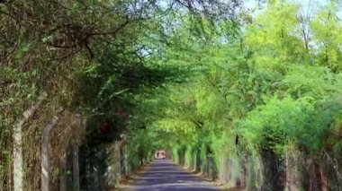 Düz açılı, yemyeşil ağaçlarla kaplı bir yol.