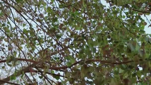 Blätter Des Banyan Baumes Tag Aus Einem Niedrigen Winkel Weben — Stockvideo