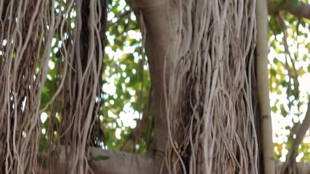 Banyan Árvore Raiz Com Fundo Borrado Dia — Vídeo de Stock