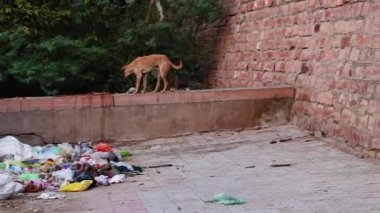 Jodhpur Rajasthan Hindistan 'da 5 Mayıs 2023 