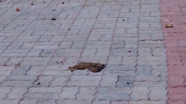 Jodhpur Rajasthan Hindistan 'da 5 Mayıs 2023 