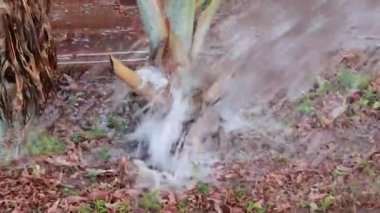 Akşamları parktaki ağaca düz açıyla su dökerek.