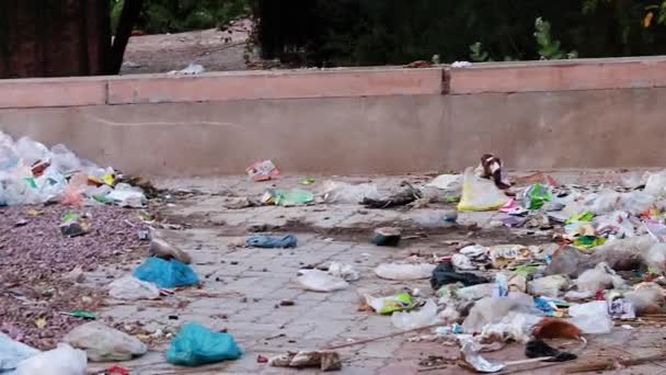 Ανοιχτό Κάδο Απορριμάτων Λίτρου Σκόνης Πλαστικά Ικετεύει Και Απόβλητα Στοιχεία — Αρχείο Βίντεο