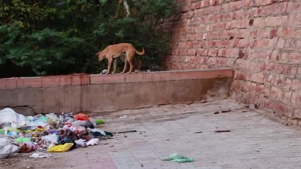 2023年5月5日 在Jodhpur Rajasthan India从不同角度摄制了不同角度的塑料嘴和废品的垃圾箱 — 图库视频影像
