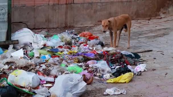 Hond Eten Vuilnis Items Plastic Bedelt Liter Open Dag Uit — Stockvideo