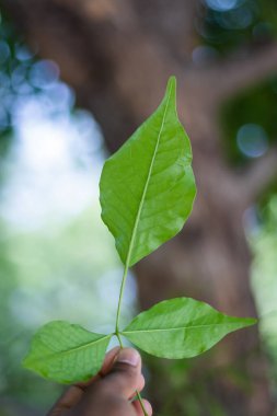Kutsal Aegle marmelosu ya da Bael yaprağını elinde tutan dindar biri.