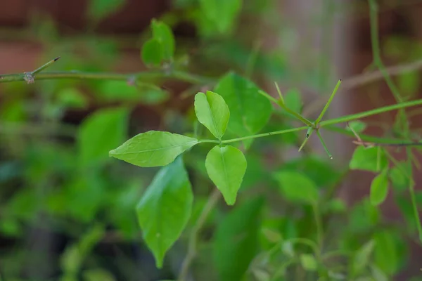 stock image Aegle marmelos or Bael leaf from different angle at day