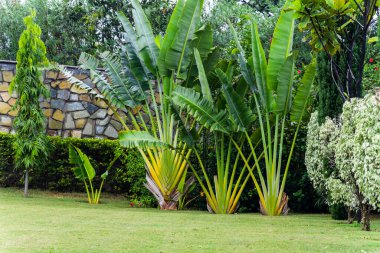 Düz bir açıyla sabah yemyeşil bir park ve süsleme ağacı.