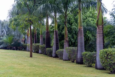 Düz bir açıyla sabah yemyeşil bir park ve süsleme ağacı.