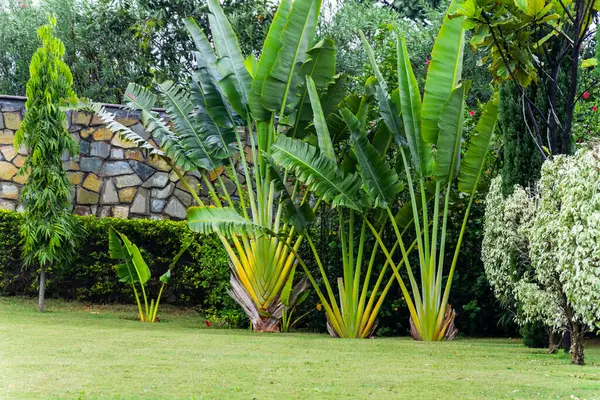 Düz bir açıyla sabah yemyeşil bir park ve süsleme ağacı.